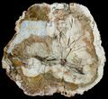 Bargain Araucaria Petrified Wood Slab - x #6761-3